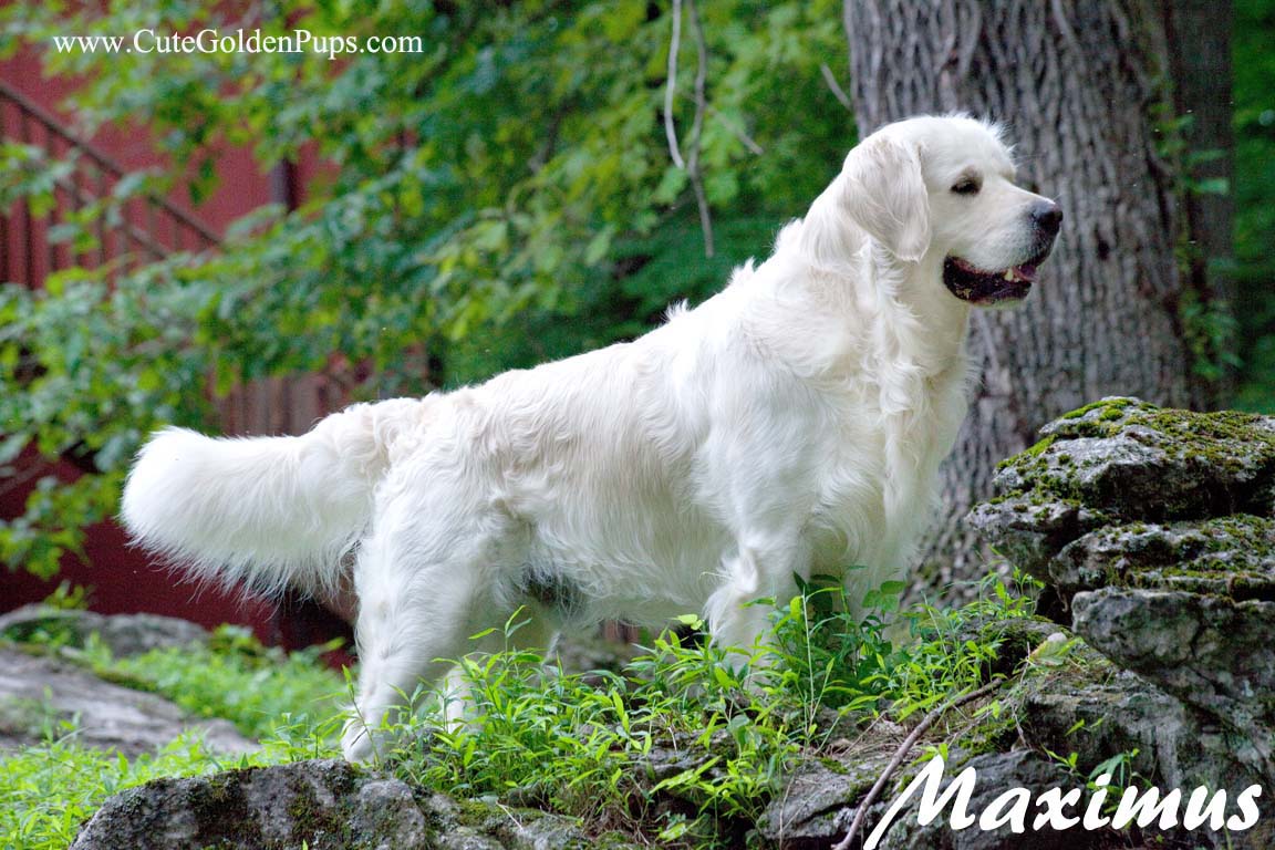 white-golden-retriever-pups-ct-akc-certified-holistic-nj-md-ma-pa-de-ny